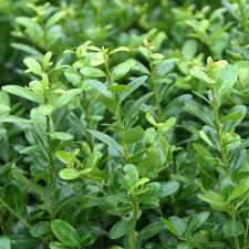 Ilex crenata Caroline Upright kopen Kalmthout